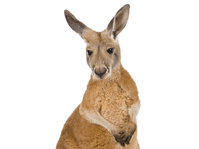 Kangaroo Close Up PNG icon
