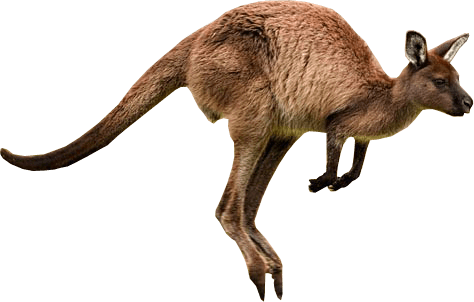 Kangaroo Jumps PNG icon