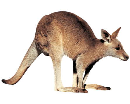 Kangaroo Right PNG icon