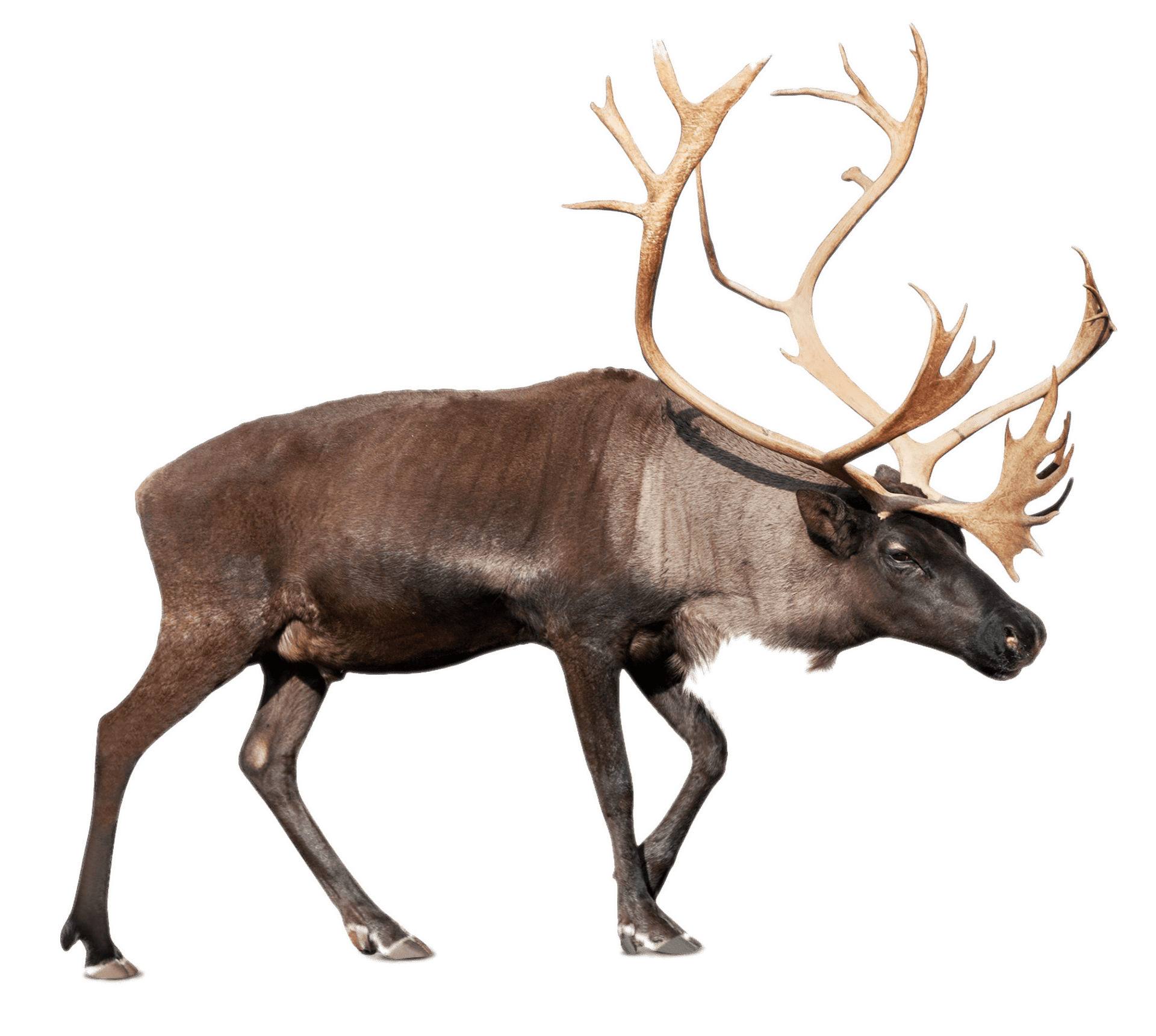 Large Reindeer (Caribou) SVG Clip arts