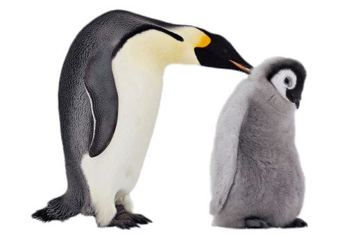 Download Mum And Baby Penguin Icons Png Free Png And Icons Downloads