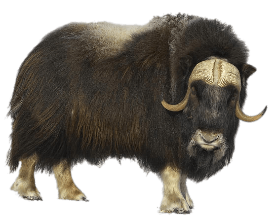 Musk Ox PNG images