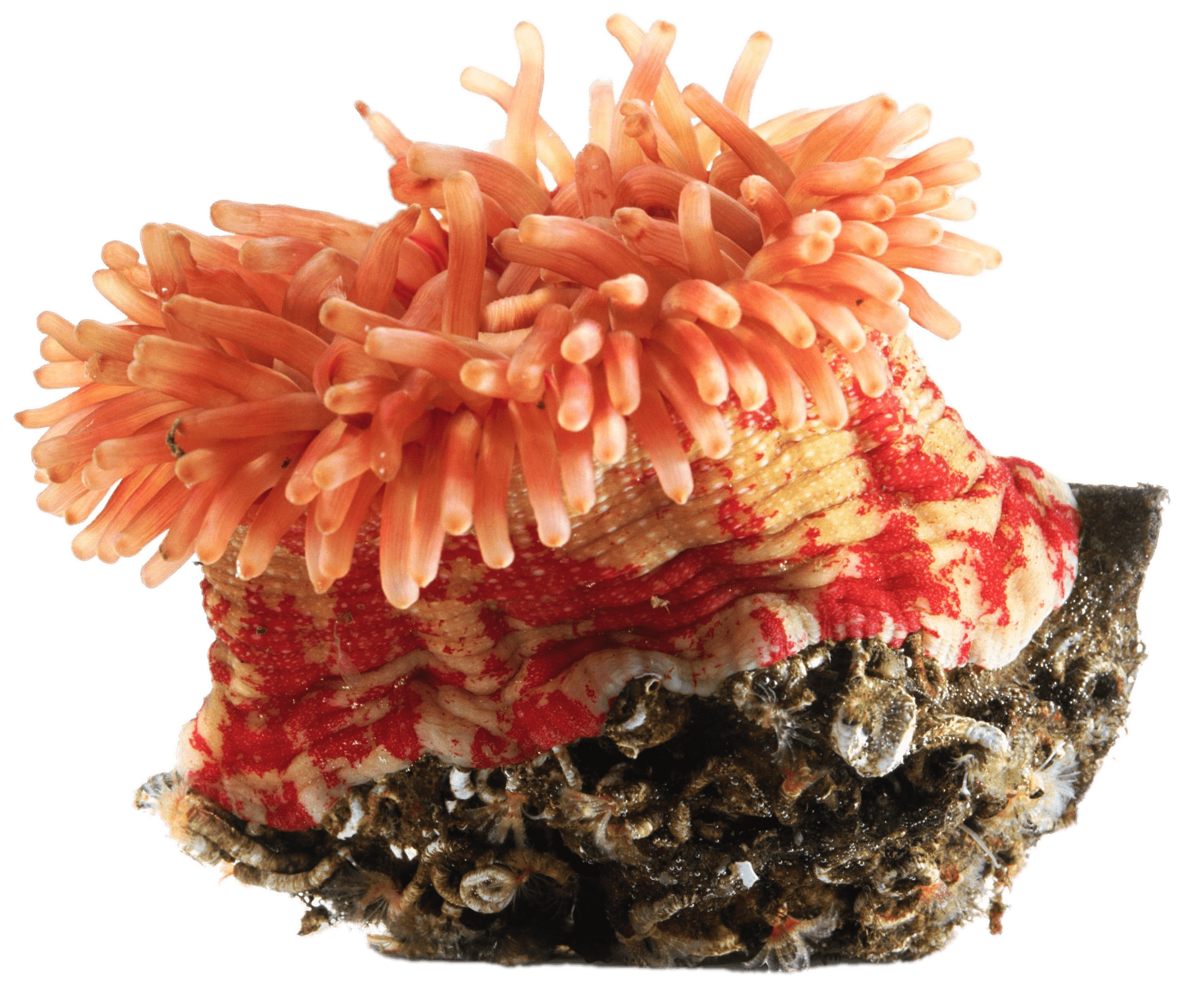 Orange Sea Anemone Clip arts