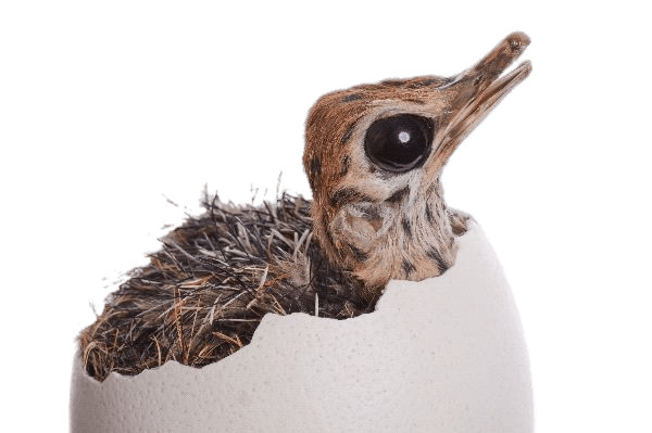 Ostrich Chick Hatching PNG icon