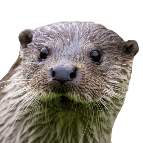 Otter Close Up SVG Clip arts