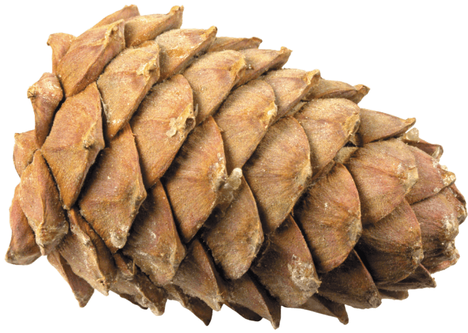 Pine Cone Lying Down PNG images