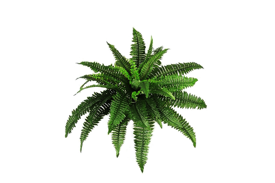 Plants Bush SVG Clip arts