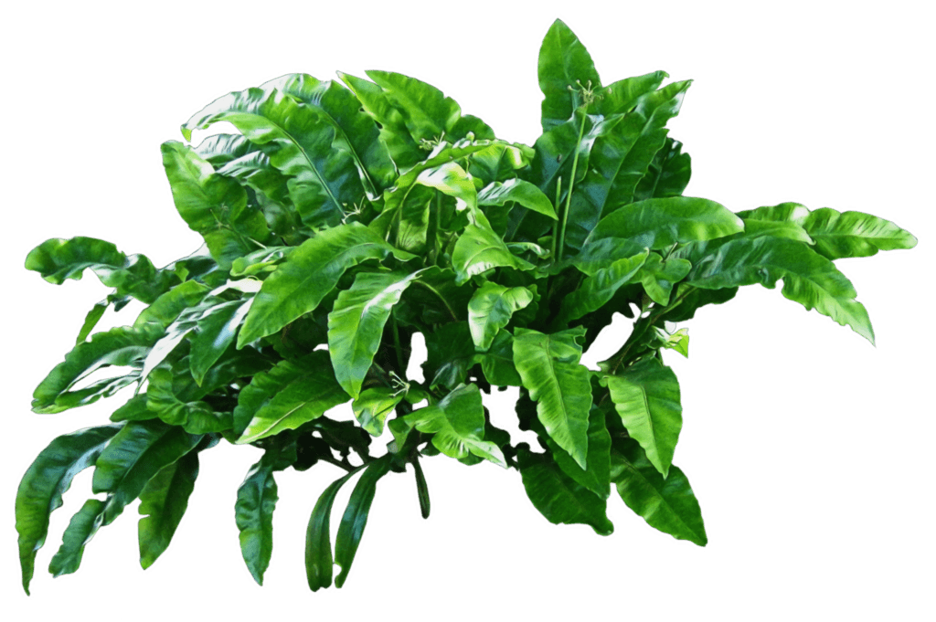 Plants Green Clip arts