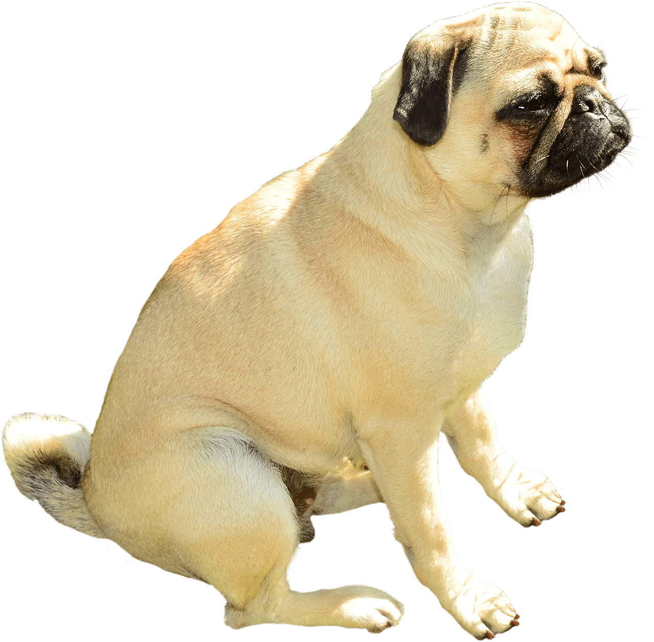 Pug Icons PNG - Free PNG and Icons Downloads
