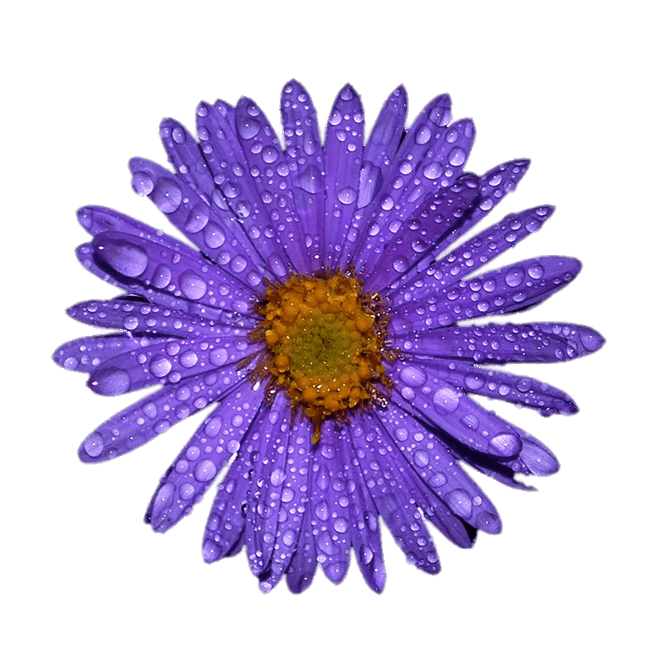 Purple Aster With Water Droplets on Leaves PNG images