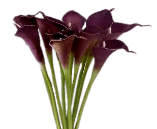 Purple Calla Lilies PNG images