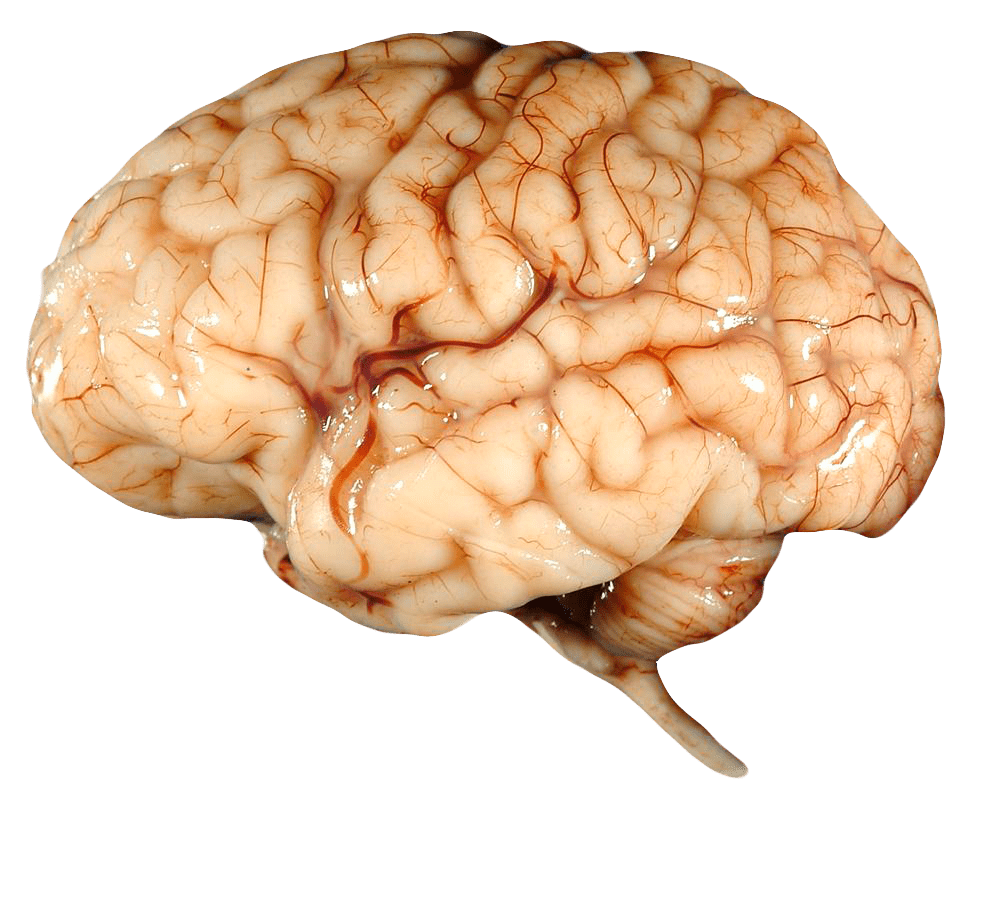 Real Brain SVG Clip arts
