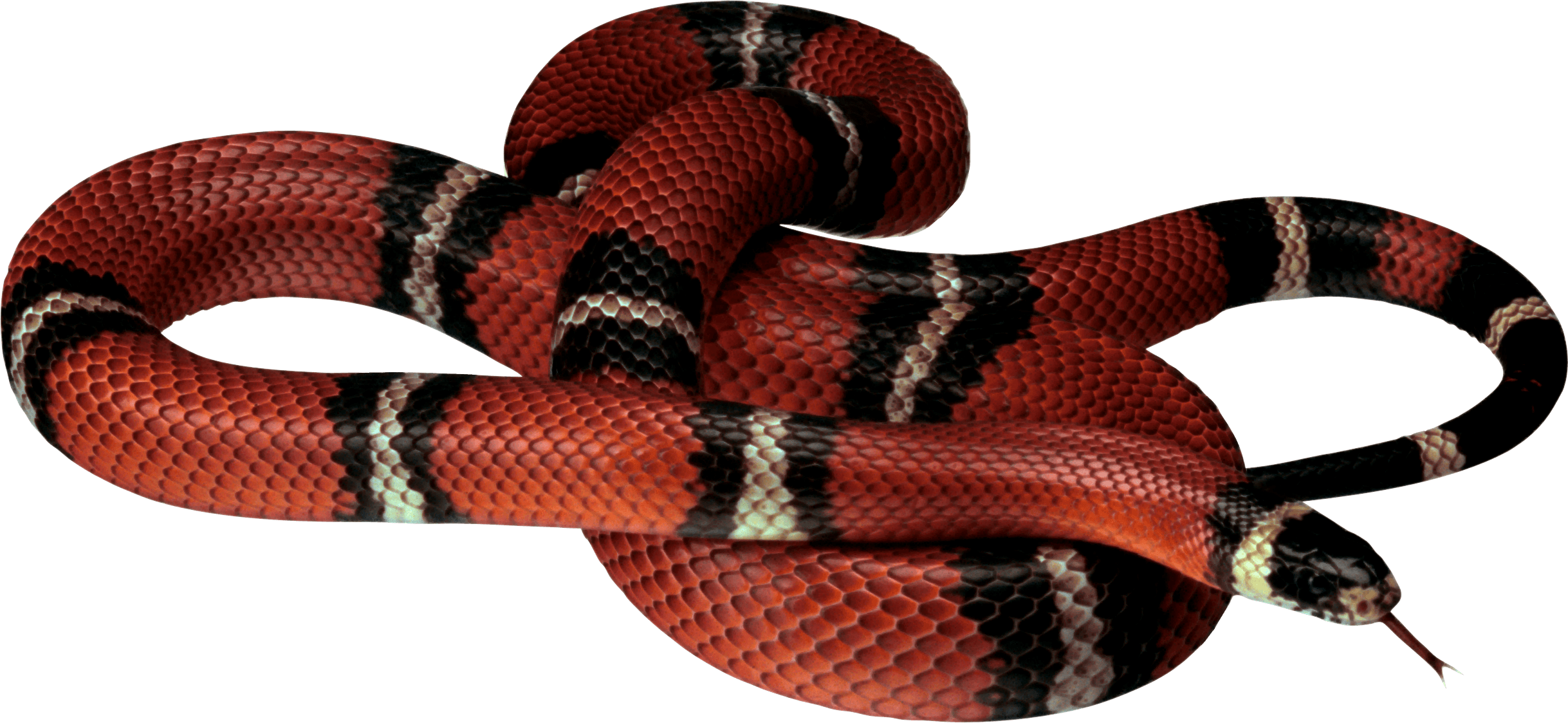 Red Black Snake PNG images