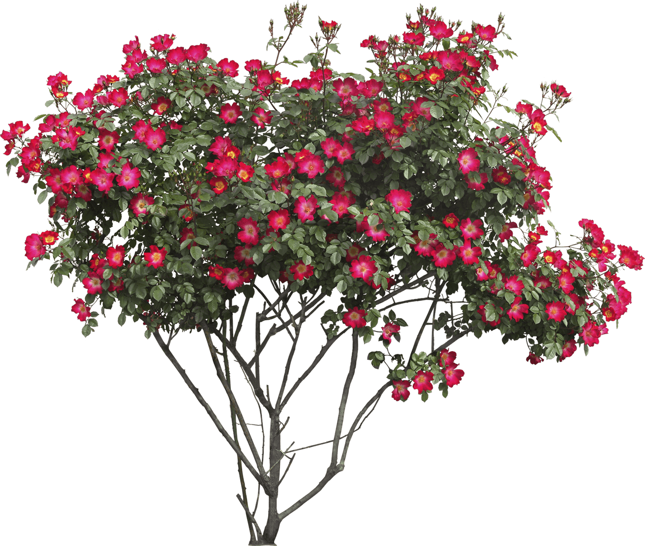 Red Flowers Bush PNG icon