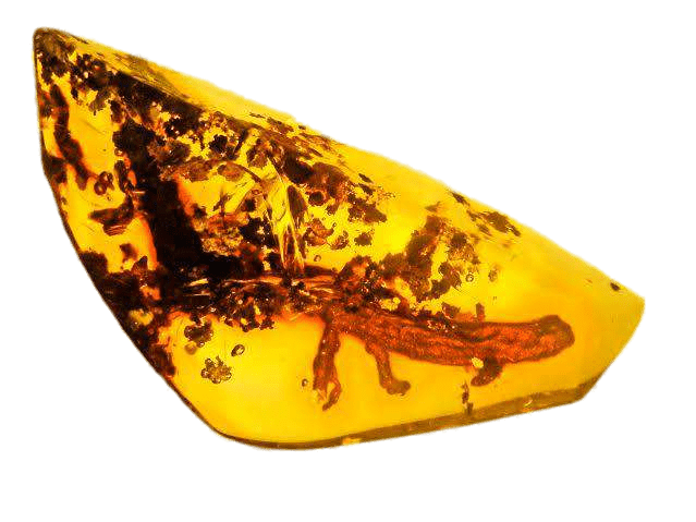 Salamander Trapped In Amber Clip arts