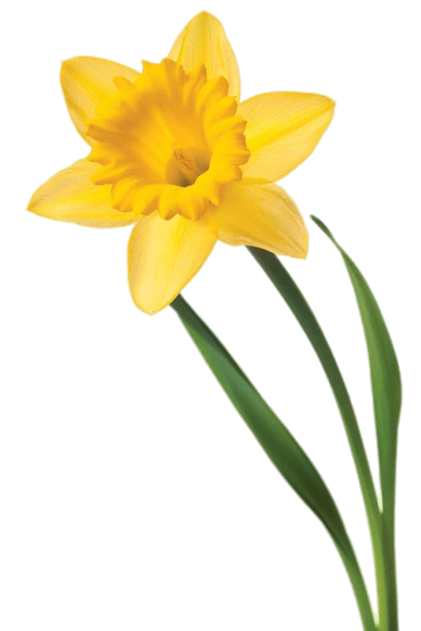 Single Daffodil SVG Clip arts