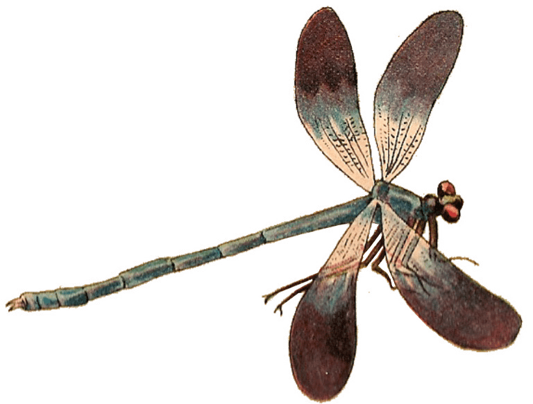 Single Dragonfly Clip arts