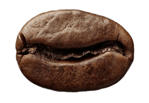 Single Roasted Coffee Bean SVG Clip arts