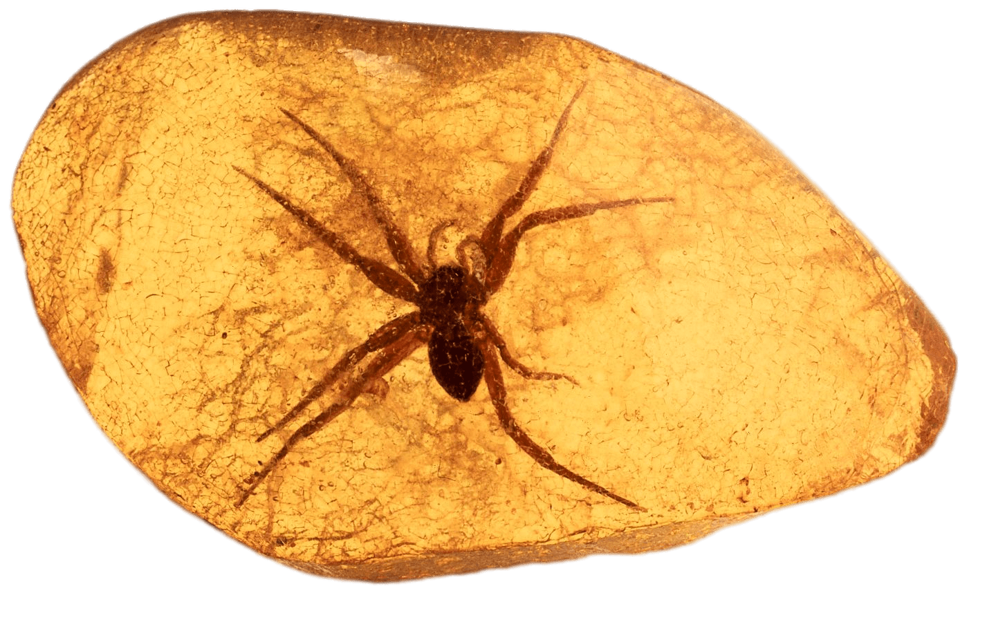 Spider Trapped In Amber PNG icon