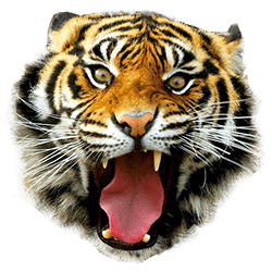 Tiger Mask SVG Clip arts