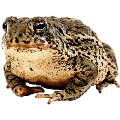 Toad SVG Clip arts
