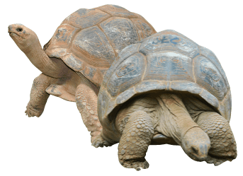 Two Tortoises PNG icon