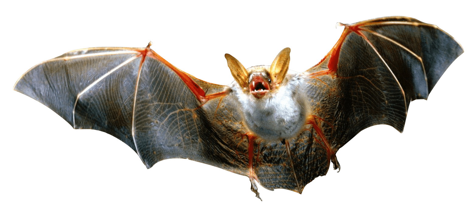 Vampire Bat SVG Clip arts