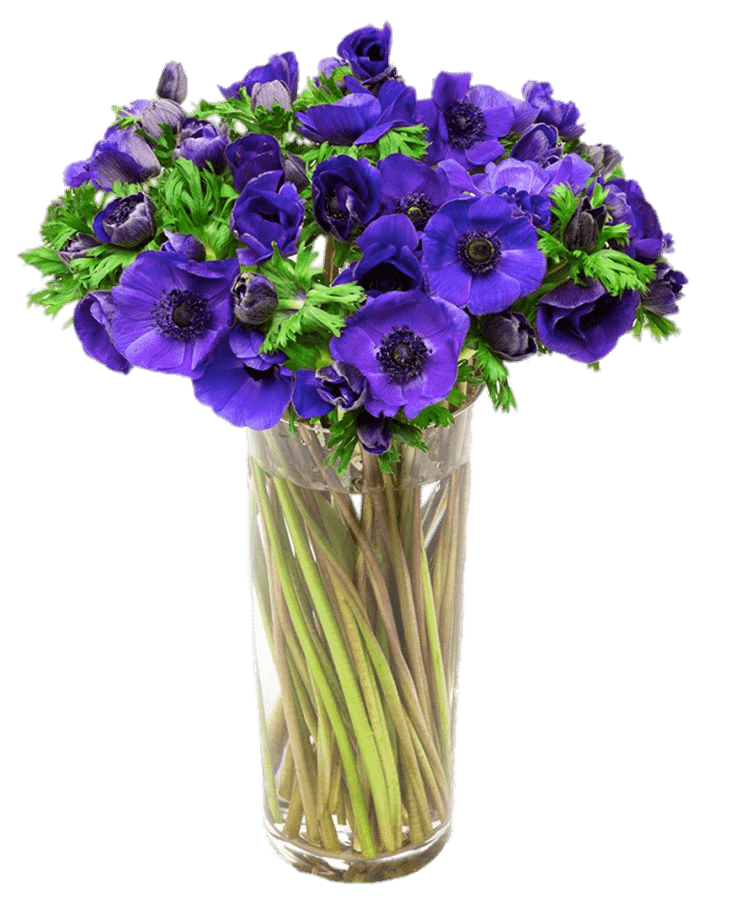 Vase Of Purple Anemones SVG Clip arts