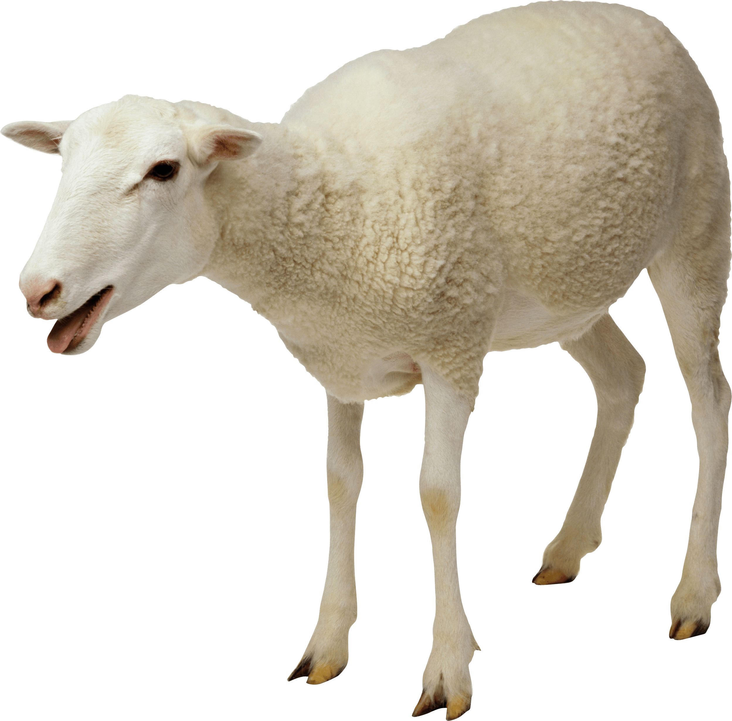 White Sheep SVG file