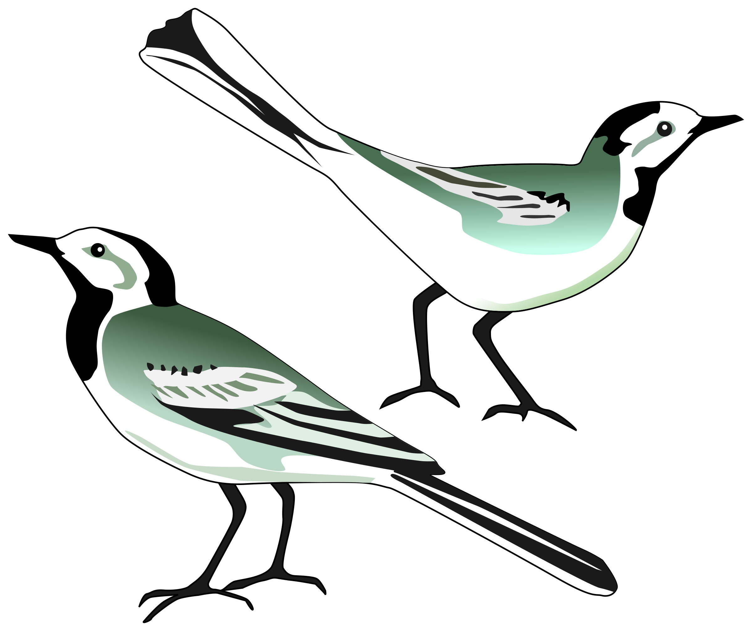 White Wagtail PNG icon