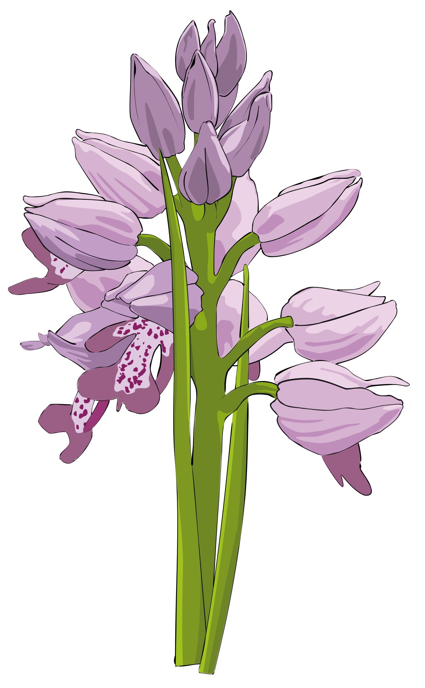wild Orchid SVG Clip arts