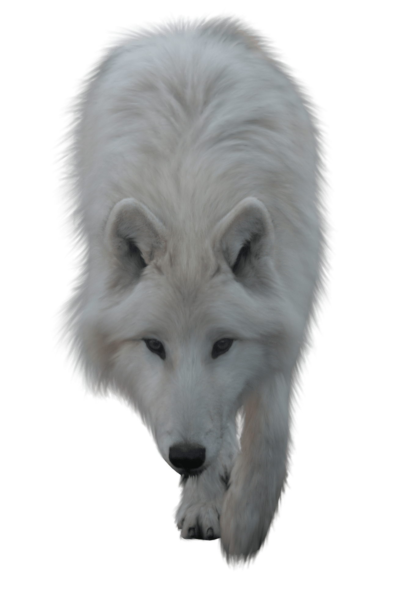 Wolf White PNG images
