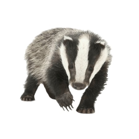 Young Badger PNG icon